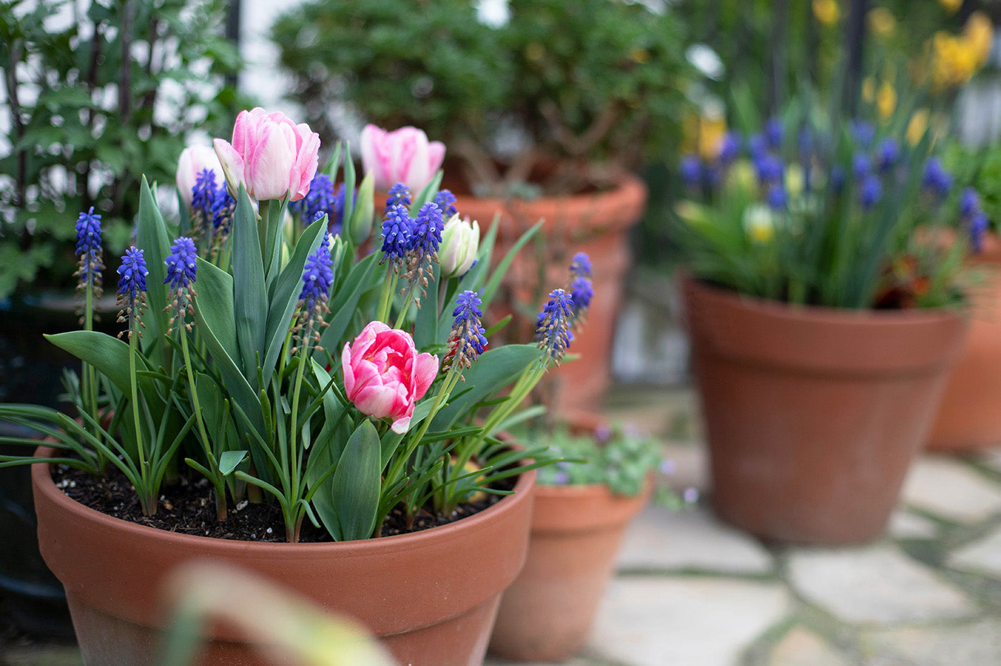 Potted pink tulips and blue grape hyacinths on outdoor patio with other terracotta planters
